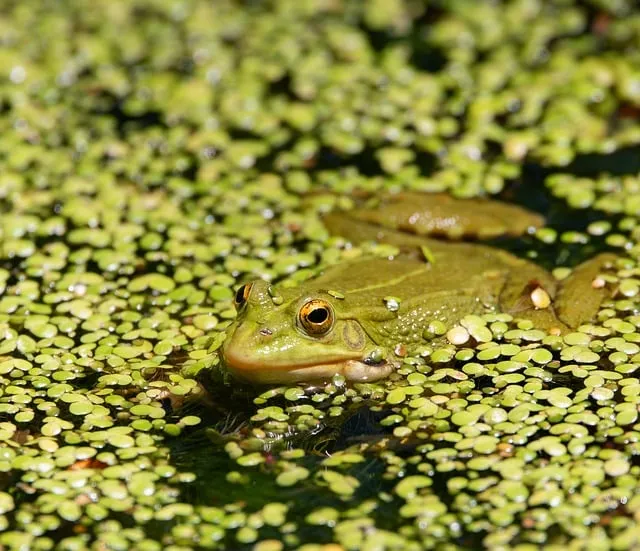 수세미 재배 덩굴 유인 통풍 관리 수확 건조_5