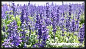 히솝 재배 씨 뿌리기 통풍 관리 허브 차 활용_30