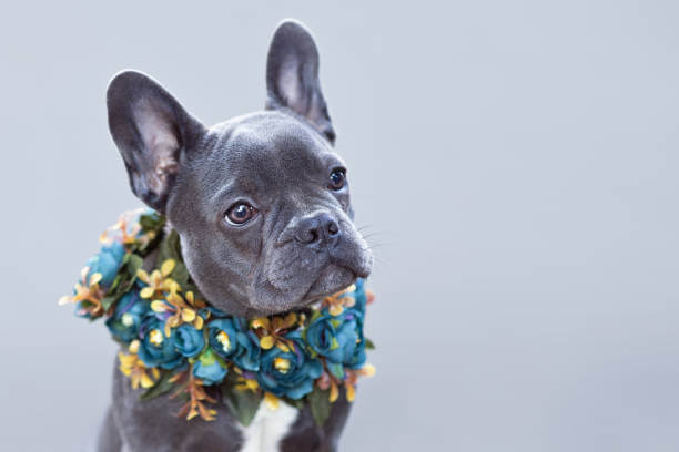 프렌치 불독에 대한 모든 것