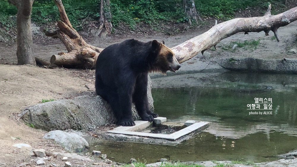 에버랜드 사파리 월드 꿀팁 (예약, 트램 좌석), 자유이용권 할인