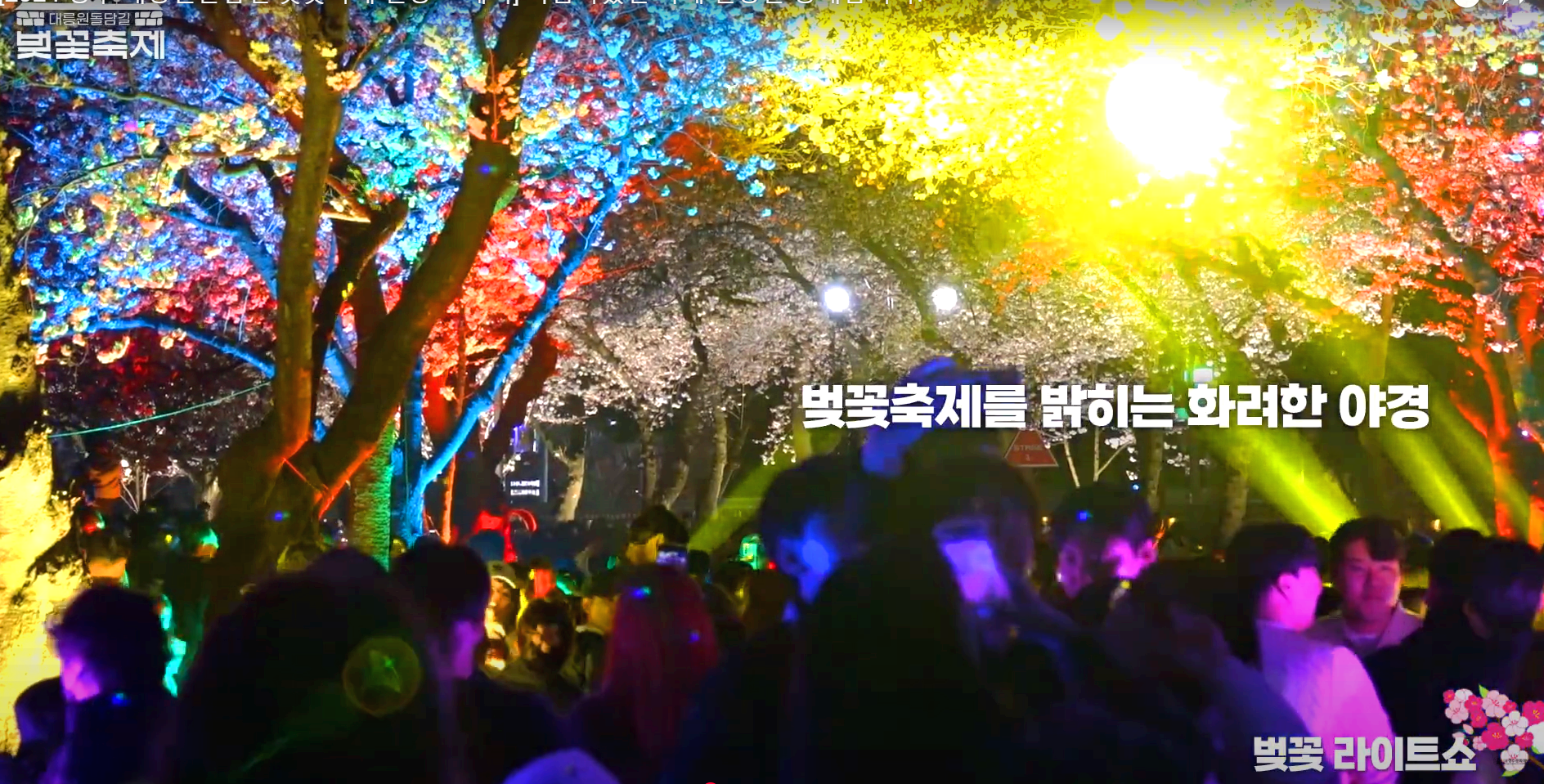 경주 대릉원 돌담길 벚꽃축제