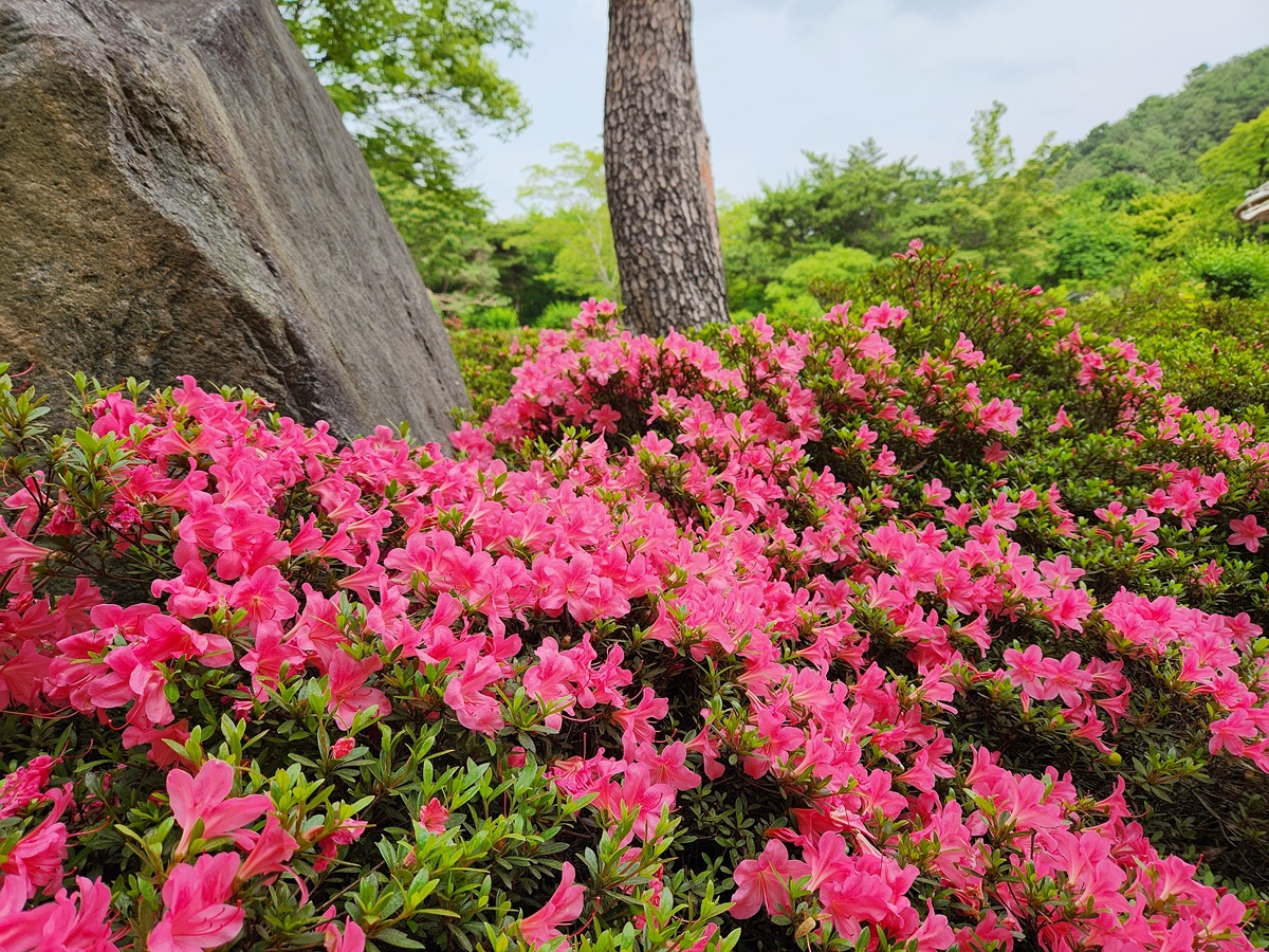 영산홍