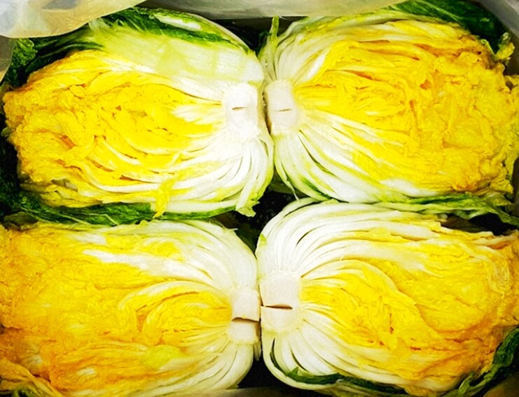 속이 노란 배추