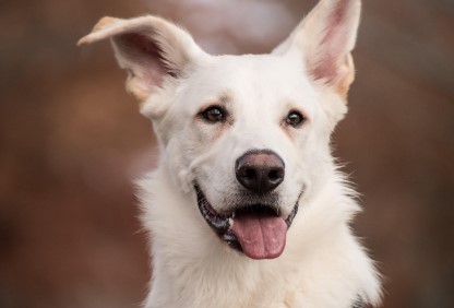 2026년 병오년 개띠 신년운세 총정리｜무료로 보는 정확한 운세