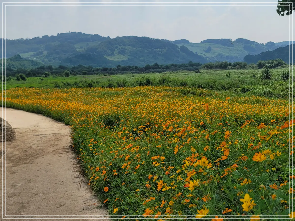댑싸리정원-연강-코스모스