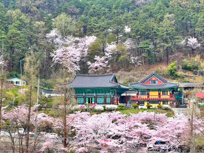 2025년 벚꽃 개화 및 만개 시기 + 지역별 추천 명소