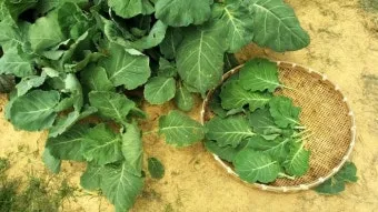 케일 재배 방법과 요령, 시기, 파종시기, 모종 심는 시기와 방법_33