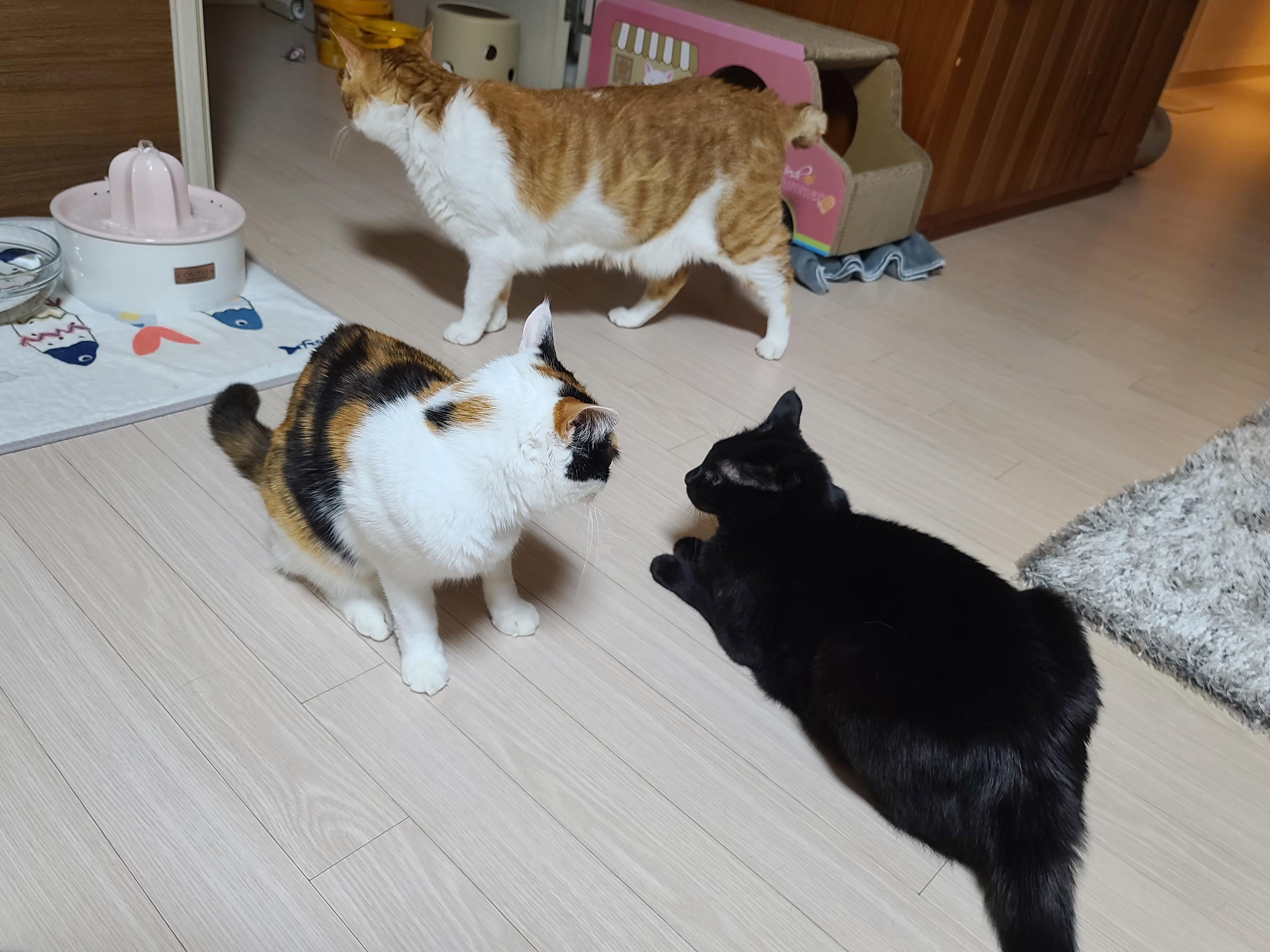 하품을 하다가 만것 같은 이 기분..!(feat. 노는건지 싸우는건지 구별하는 방법)