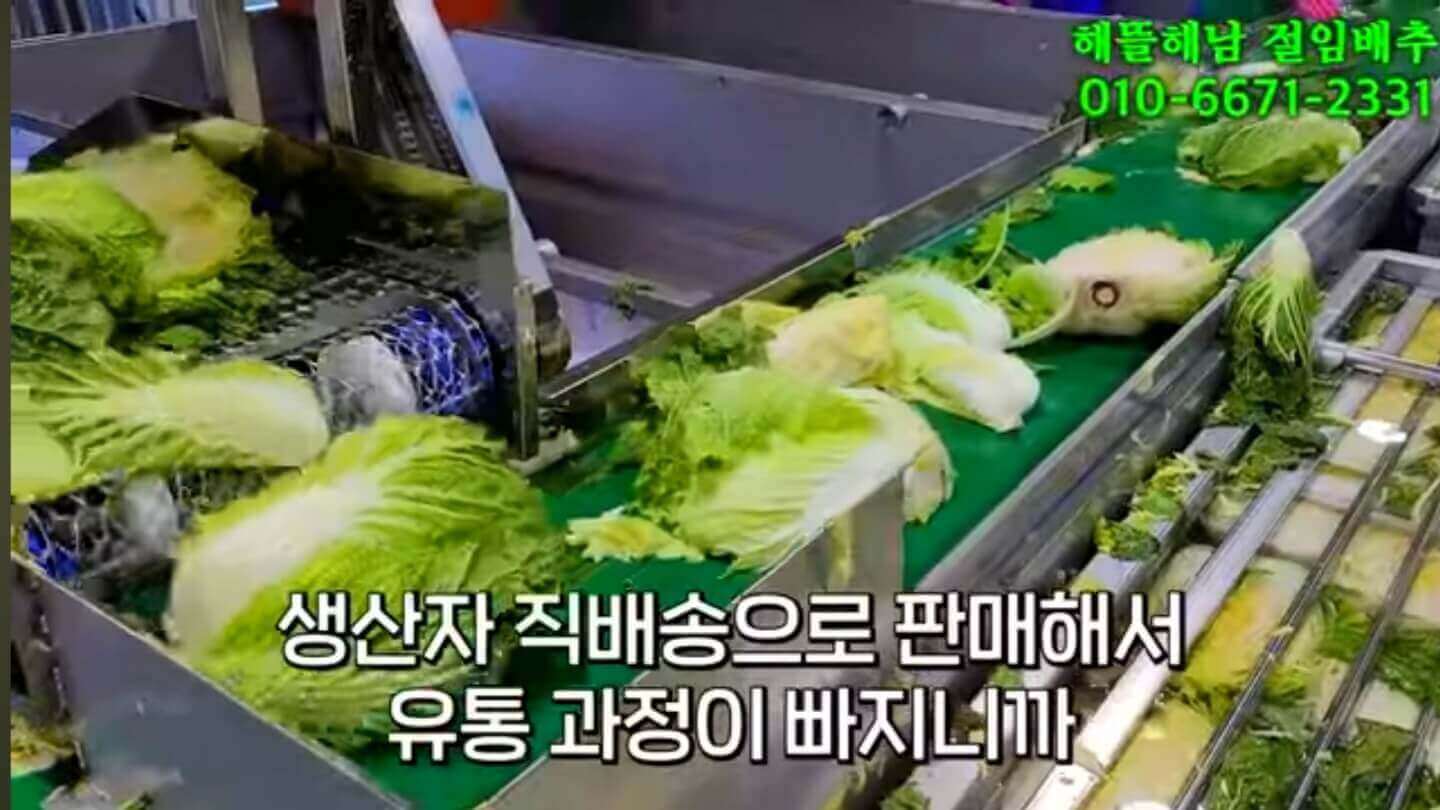 절임배추