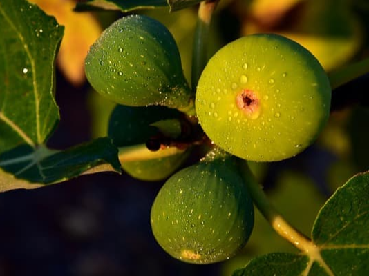 생무화과 씻어서 먹기