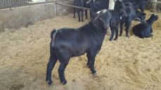 여자 흑염소 효능