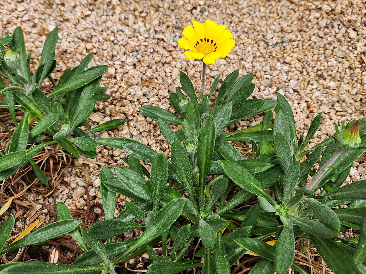 가자니아리겐스(태양국)