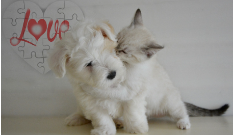 반려동물 행동의 기원 – 늑대와 사막 고양이의 흔적