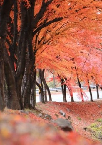 2025 가을 경상도 단풍 명소 산행 추천 ❘ 주왕산·가야산·팔공산 절정 시기