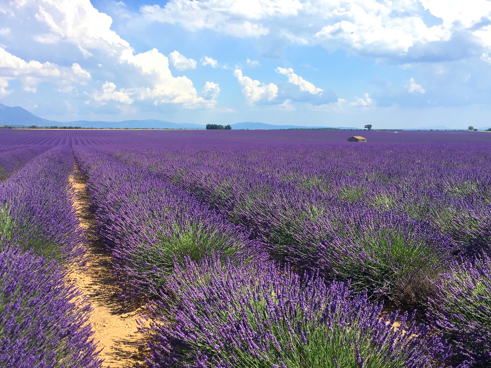 프랑스-남부-라벤더-7~8월-개화-남프랑스-투어-추천