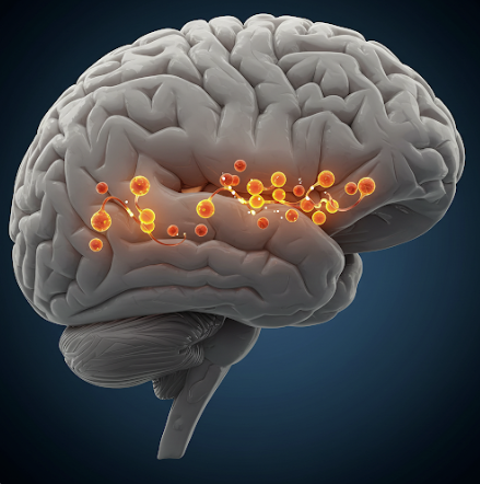 도파민과 뇌 그림