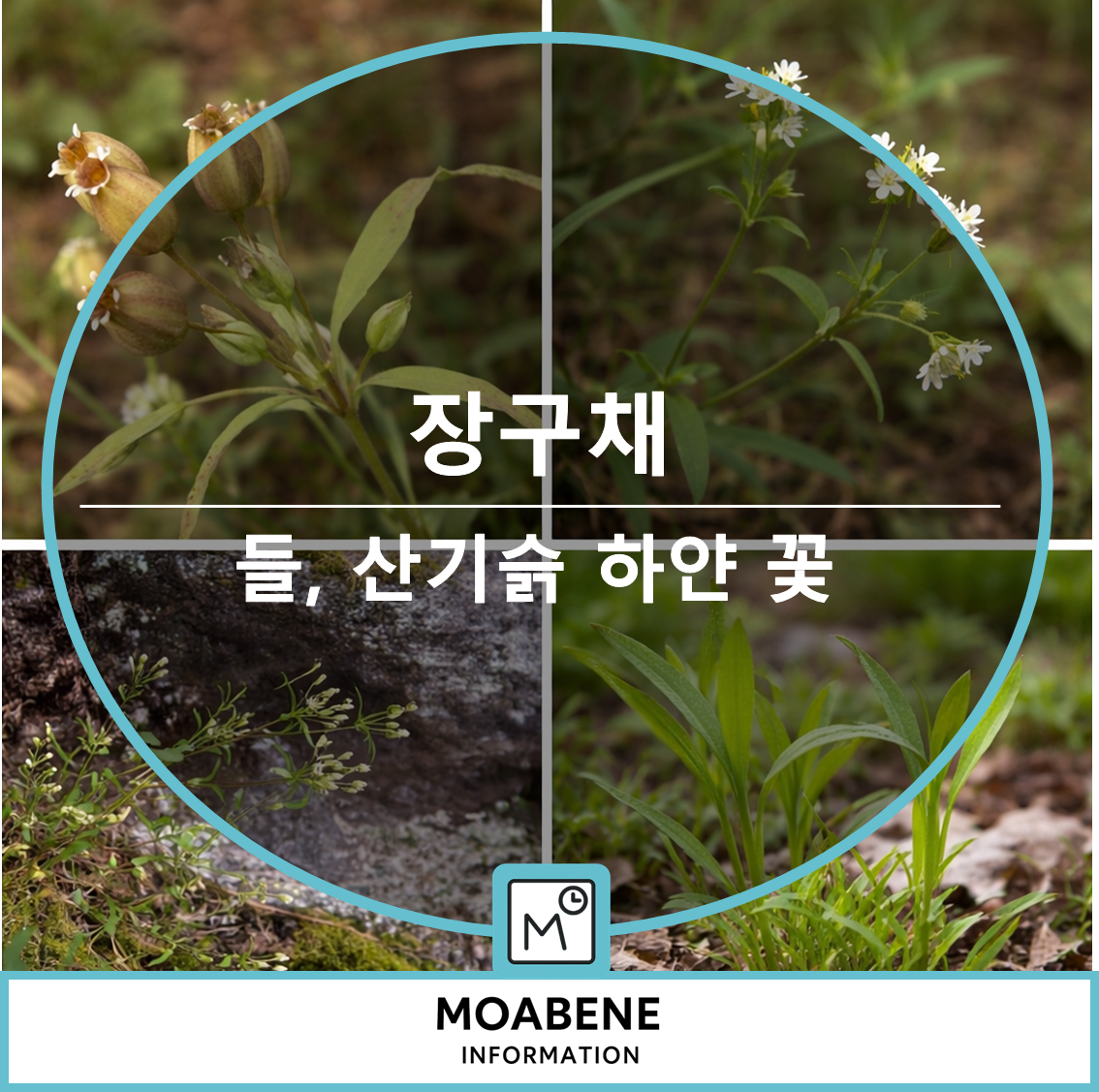 장구채 특징부터 개화 시기, 식용 활용까지 한눈에 알아보기