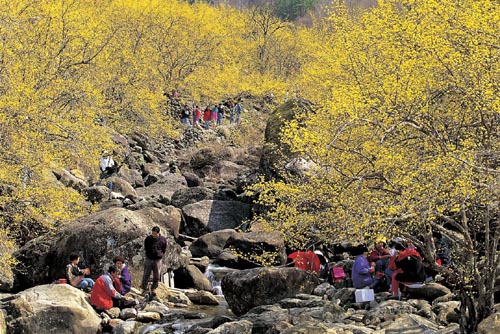 산수유꽃축제