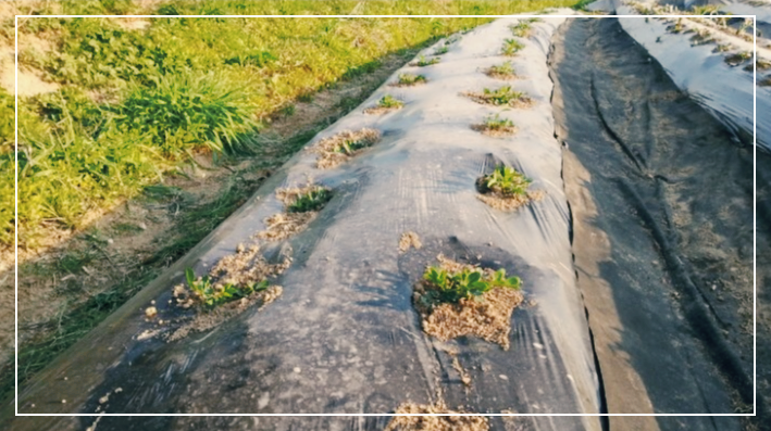 땅콩-심는-시기