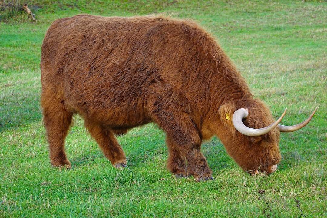 Highlander