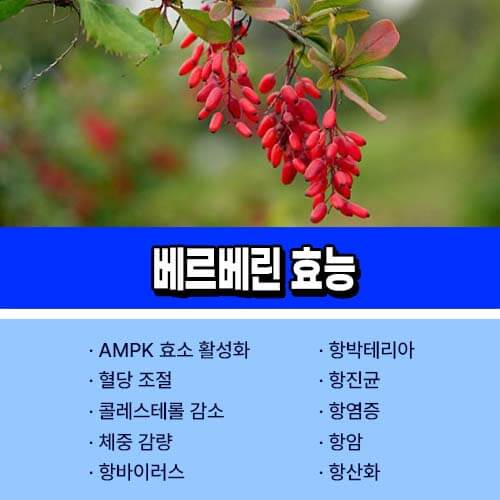 베르베린 효능