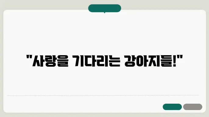 강아지 보호소의 긍정적 영향