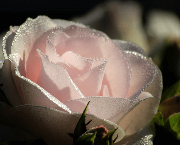 삼척장미축제 일정 입장료 주차장 관람꿀팁