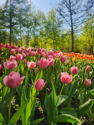 아침고요수목원 입장료&amp;#44; 방문기