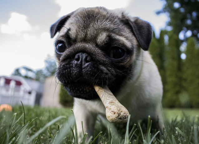 반려동물 식단과 영양, 건강한 간식 만들기 &ndash; 우리 아이를 위한 맞춤 영양 솔루션