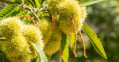 밤 삶는 방법, 밤 효능과 영양 성분