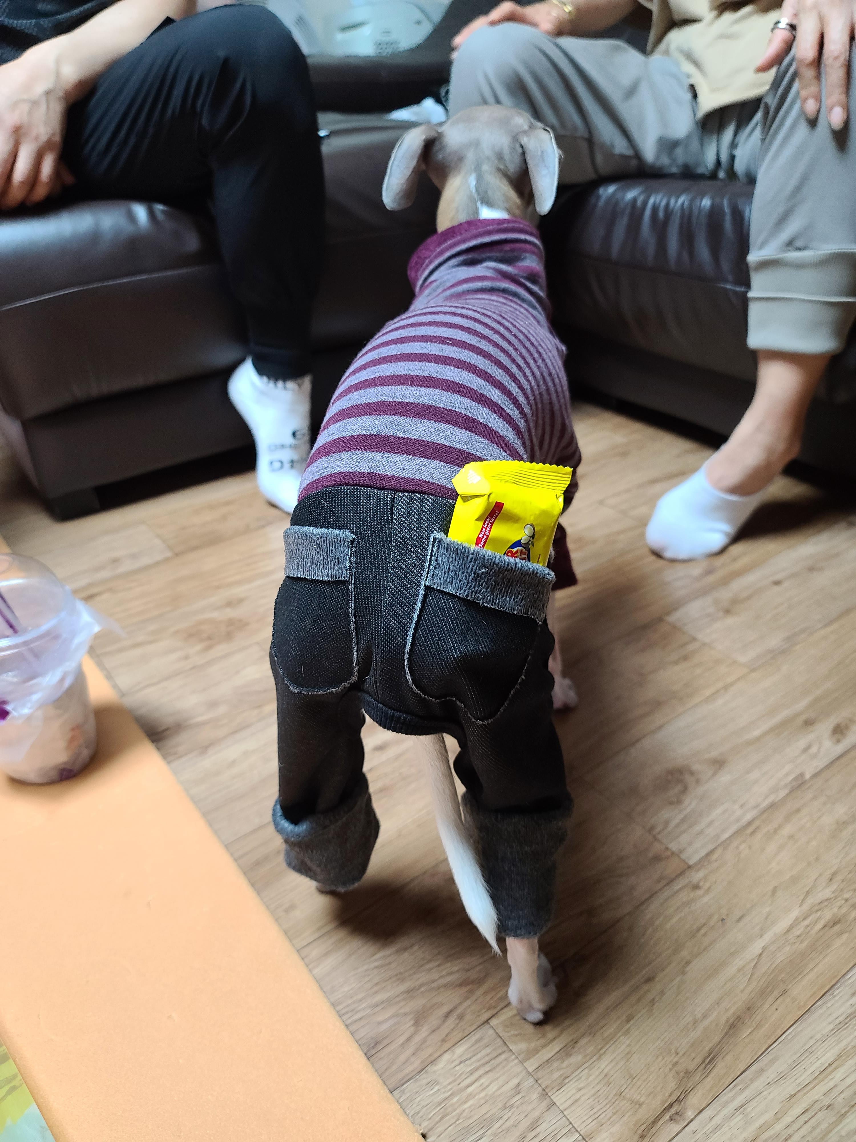 나는 강아지 조카들이 있다. 쏭! 팽!