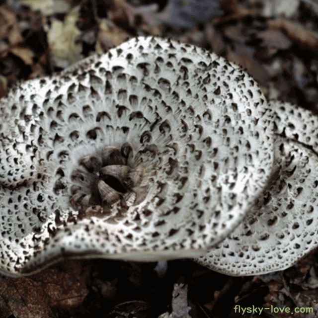 면역력 강화에 좋은 능이버섯