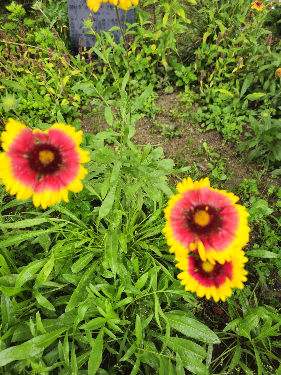 일본 vs 독일 장애인 복지제도 차이