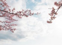 진해-군항제-벚꽃-축제-2