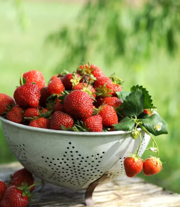 딸기 효능 부작용 칼로리 고르는법