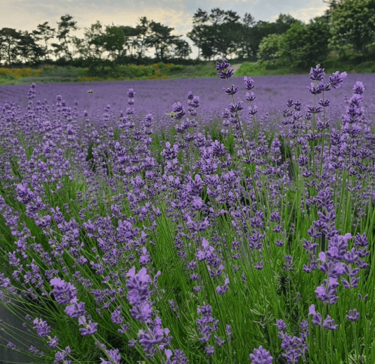 청농원 라벤더 풍경