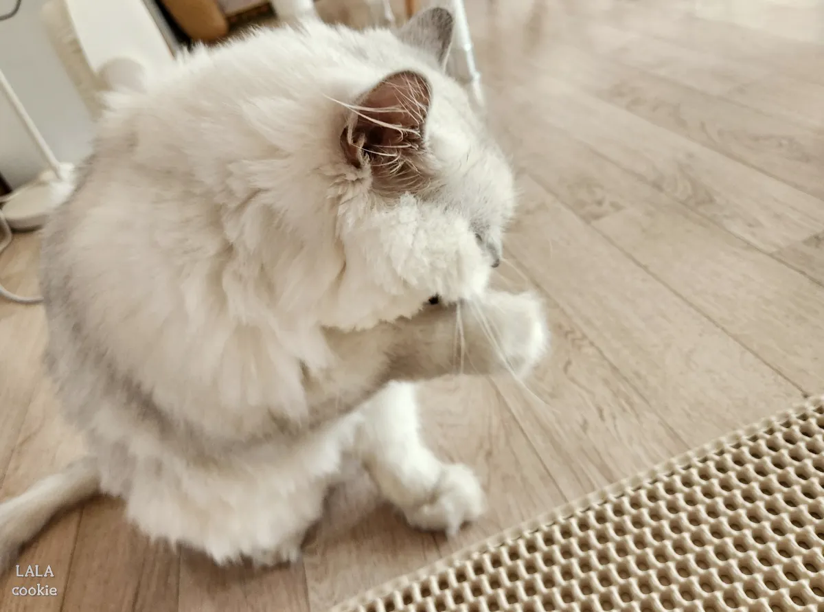 고양이-귀세정제-추천-그루밍하는-고양이