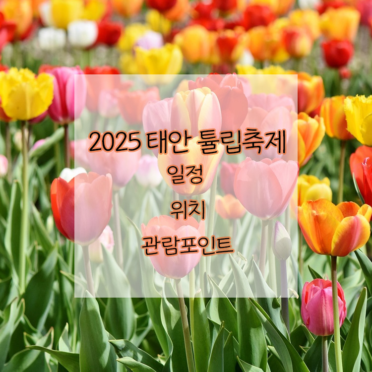 2025 태안 튤립축제
