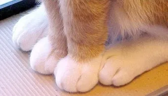 고양이 발톱 빠짐 피 염증_10