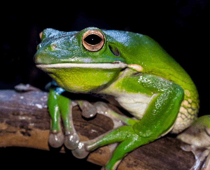 개구리 꿈해몽 풀이
