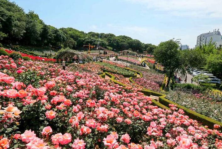 2025 부천 백만송이 장미축제