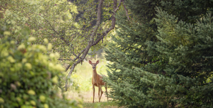 박목월 시 청노루 관련 이미지