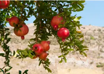 석류 가격 및 효능&amp;#44; 영양성분과 부작용