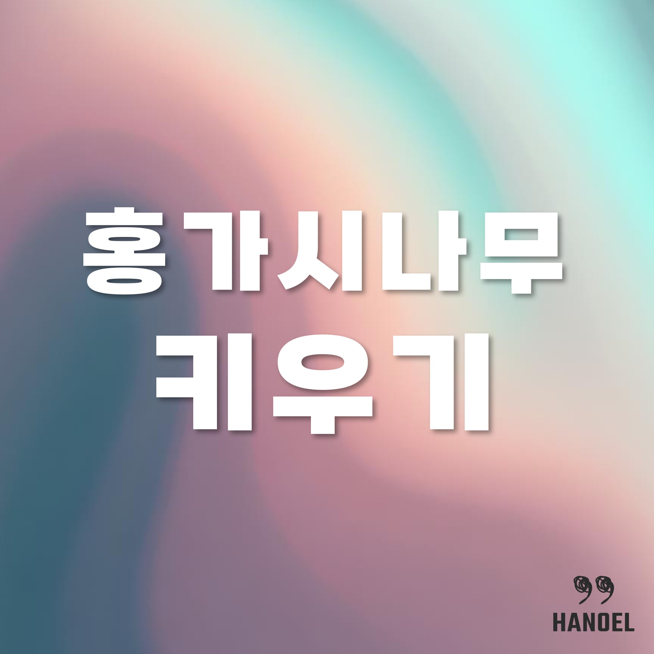 홍가시나무 키우기