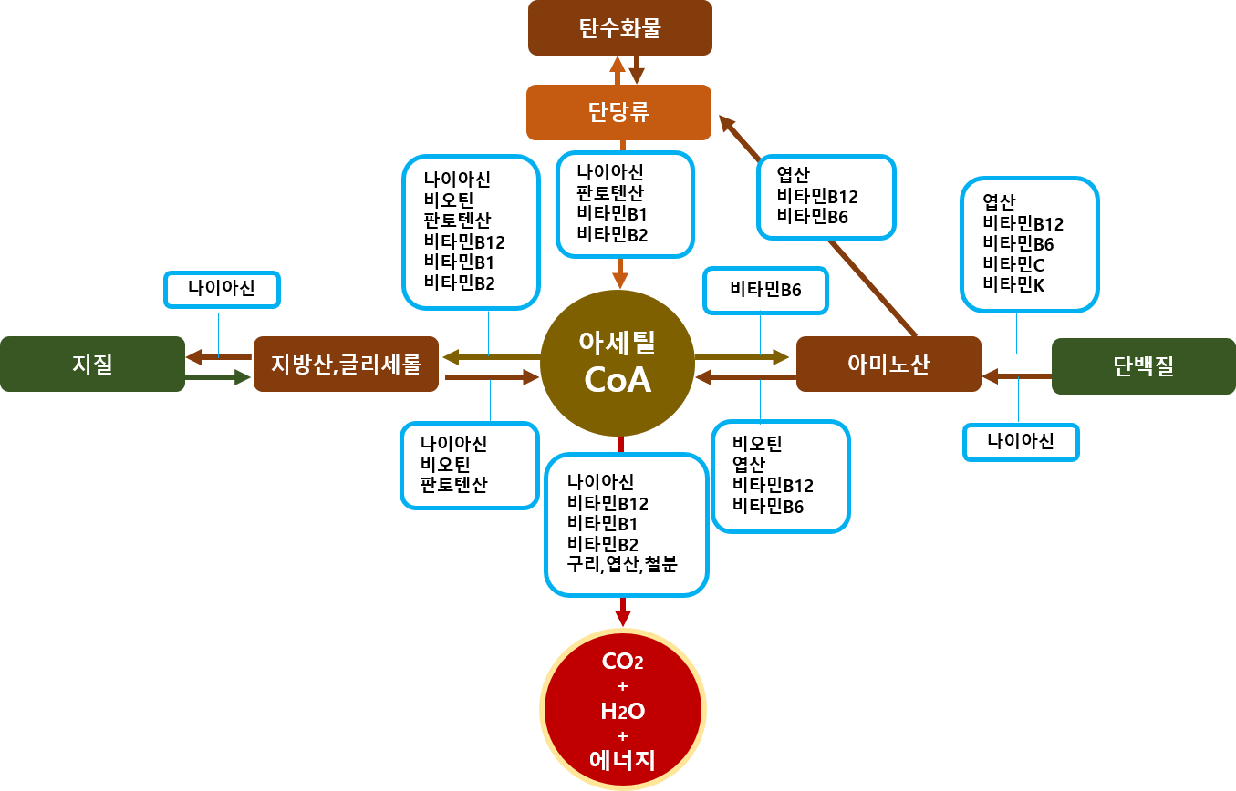 비타민B군의 종류와 다양한 역할