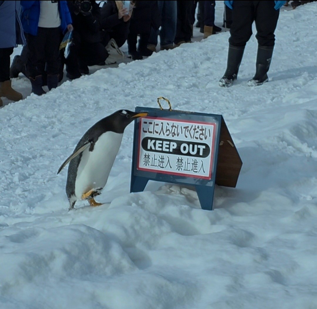 아사히야마 동물원 펭귄 워크 관광