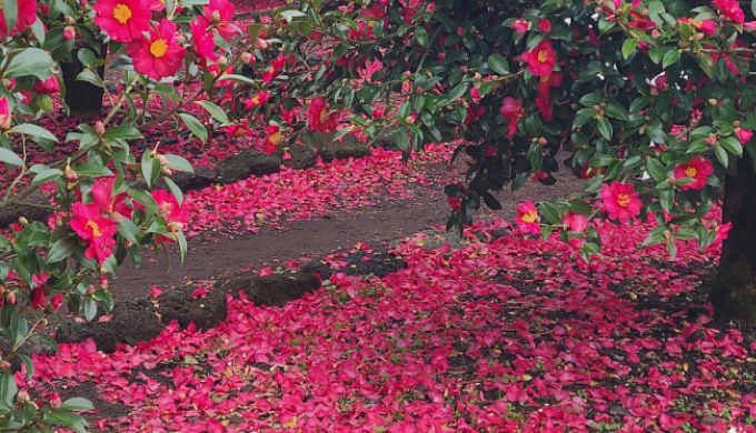 2024 봄축제 가볼 만한 곳