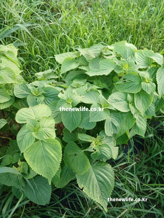 햇볕을 받으며 무성하게 자란 깻잎 밭 전경