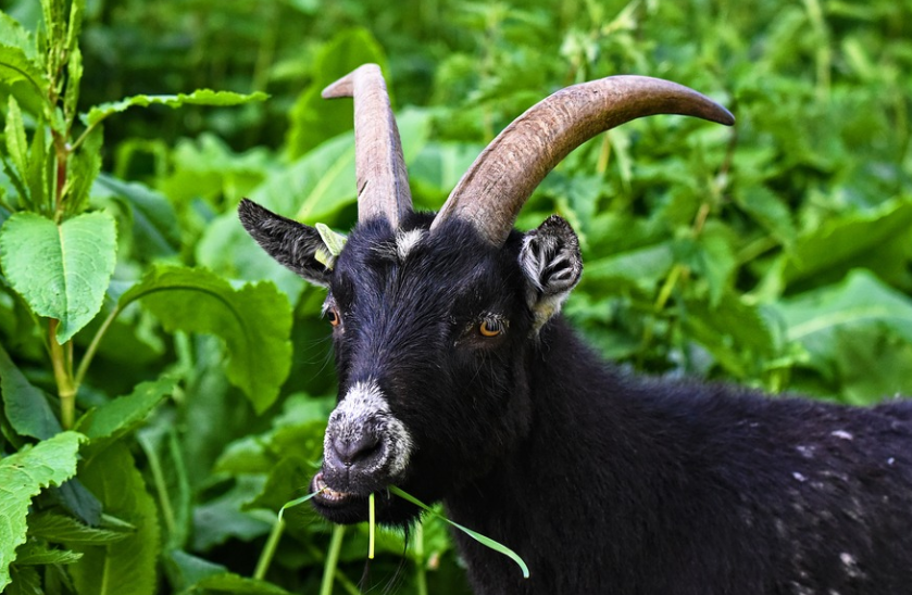 흑염소 효능 및 부작용