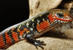 파이어 스킨크 내부 기생충, 변 상태 하나로 생사 갈림길에서 살려낸 경험담